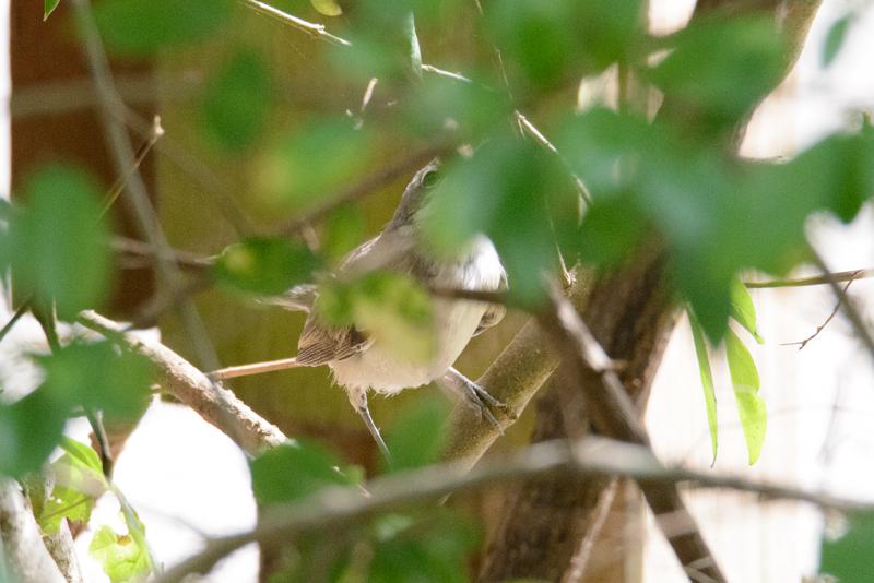  20150802_PB8_1091.JPG </br ><small> 2015-08-02 14:43</br >NIKON D800 + 150.0-600.0 mm f/5.0-6.3<br /> 500mm 1/800s f/8 ISO 5000</small>