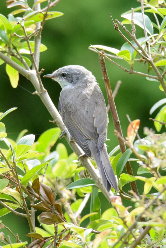  20150802_PB8_1104.JPG </br ><small> 2015-08-02 14:47</br >NIKON D800 + 150.0-600.0 mm f/5.0-6.3<br /> 400mm 1/800s f/8 ISO 2000</small>