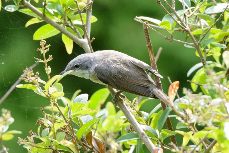  20150802_PB8_1106.JPG </br ><small> 2015-08-02 14:47</br >NIKON D800 + 150.0-600.0 mm f/5.0-6.3<br /> 400mm 1/800s f/8 ISO 2000</small>