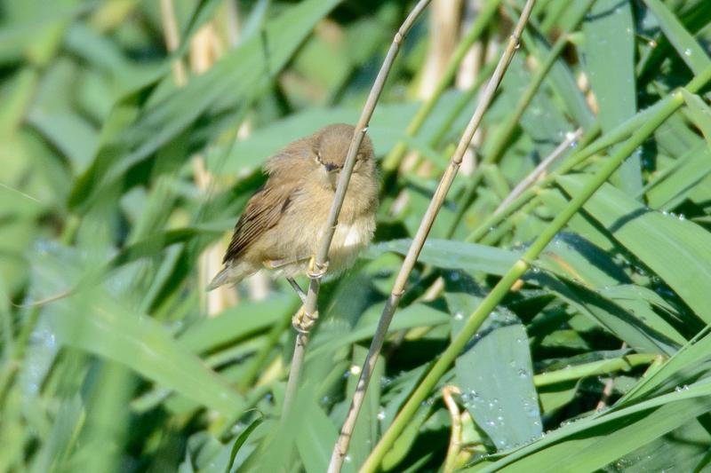  20150720_PB8_0389.JPG </br ><small> 2015-07-20 08:25</br >NIKON D800 + 150.0-600.0 mm f/5.0-6.3<br /> 600mm 1/640s f/8 ISO 500</small>