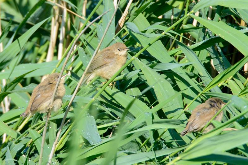  20150720_PB8_0401.JPG </br ><small> 2015-07-20 08:26</br >NIKON D800 + 150.0-600.0 mm f/5.0-6.3<br /> 600mm 1/640s f/9 ISO 720</small>