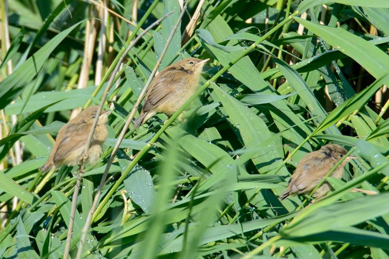  20150720_PB8_0403.JPG </br ><small> 2015-07-20 08:26</br >NIKON D800 + 150.0-600.0 mm f/5.0-6.3<br /> 600mm 1/640s f/9 ISO 720</small>