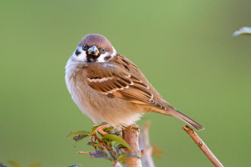  20161202-PB5_2989.JPG </br ><small> 2016-12-02 09:07</br >NIKON D500 + 200.0-500.0 mm f/5.6<br /> 500mm 1/400s f/6.3 ISO 3600</small>