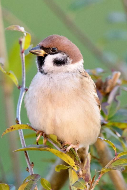  20161202-PB5_3008.JPG </br ><small> 2016-12-02 09:10</br >NIKON D500 + 200.0-500.0 mm f/5.6<br /> 500mm 1/400s f/7.1 ISO 4000</small>