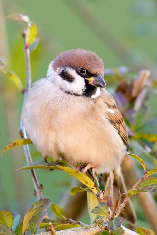  20161202-PB5_3023.JPG </br ><small> 2016-12-02 09:11</br >NIKON D500 + 200.0-500.0 mm f/5.6<br /> 500mm 1/400s f/5.6 ISO 2500</small>