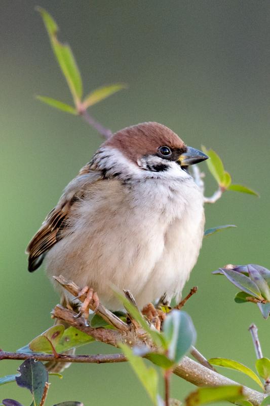  20161202-PB5_3054.JPG </br ><small> 2016-12-02 09:11</br >NIKON D500 + 200.0-500.0 mm f/5.6<br /> 500mm 1/400s f/7.1 ISO 4000</small>