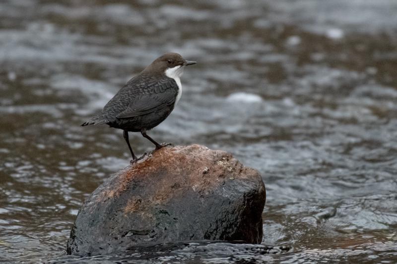  20161201-PB5_2783.JPG </br ><small> 2016-12-01 14:56</br >NIKON D500 + 200.0-500.0 mm f/5.6<br /> 500mm 1/250s f/5.6 ISO 7200</small>