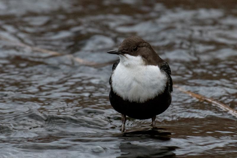  20161201-PB5_2887.JPG </br ><small> 2016-12-01 15:02</br >NIKON D500 + 200.0-500.0 mm f/5.6<br /> 500mm 1/125s f/6.3 ISO 2500</small>