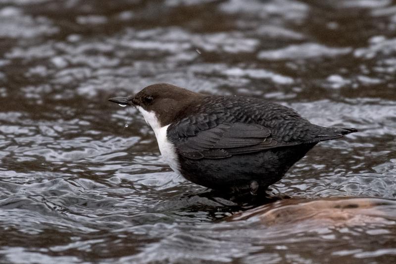  20161201-PB5_2917.JPG </br ><small> 2016-12-01 15:10</br >NIKON D500 + 200.0-500.0 mm f/5.6<br /> 500mm 1/160s f/5.6 ISO 3600</small>