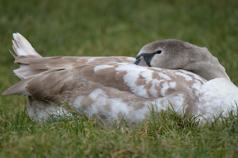  20161201-PB5_2928.JPG </br ><small> 2016-12-01 15:16</br >NIKON D500 + 200.0-500.0 mm f/5.6<br /> 500mm 1/160s f/5.6 ISO 2800</small>