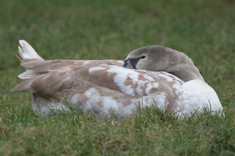  20161201-PB5_2933.JPG </br ><small> 2016-12-01 15:17</br >NIKON D500 + 200.0-500.0 mm f/5.6<br /> 390mm 1/160s f/5.6 ISO 2800</small>