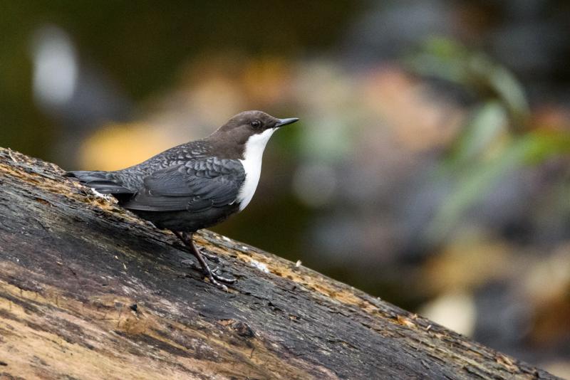  20141031_PB8_4015.JPG </br ><small> 2014-10-31 16:07</br >NIKON D800 + 150.0-600.0 mm f/5.0-6.3<br /> 500mm 1/250s f/6.3 ISO 6400</small>