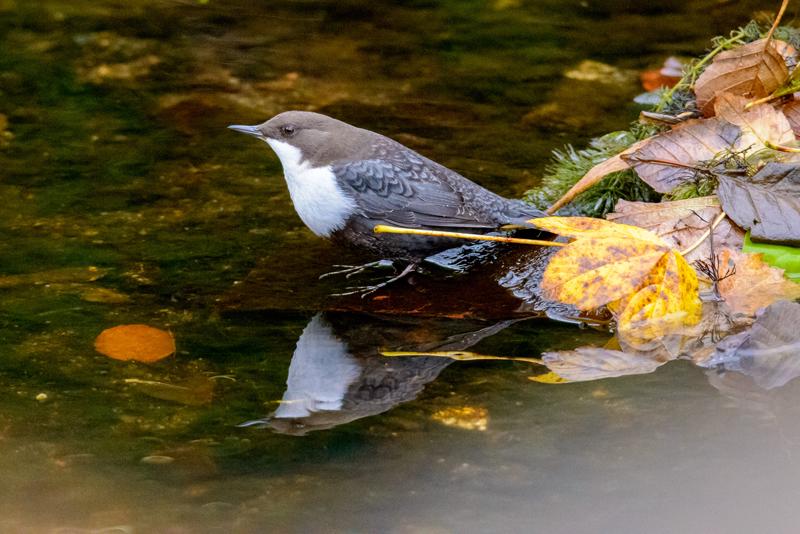  20141031_PB8_4074.JPG </br ><small> 2014-10-31 16:10</br >NIKON D800 + 150.0-600.0 mm f/5.0-6.3<br /> 450mm 1/125s f/7.1 ISO 6400</small>