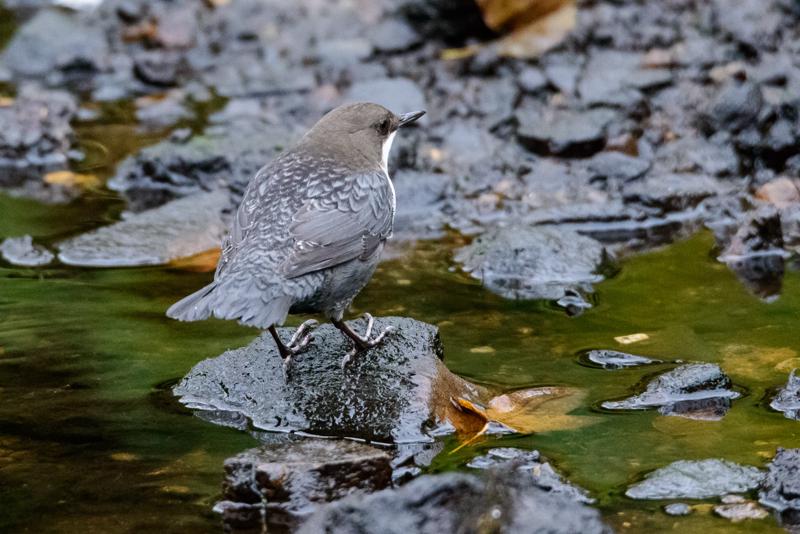  20141031_PB8_4082.JPG </br ><small> 2014-10-31 16:11</br >NIKON D800 + 150.0-600.0 mm f/5.0-6.3<br /> 500mm 1/125s f/7.1 ISO 6400</small>