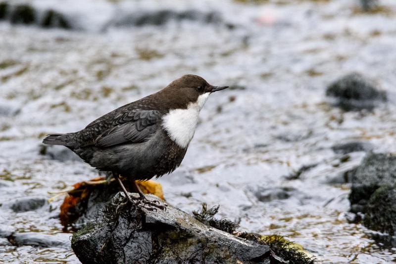  20141031_PB8_4112.JPG </br ><small> 2014-10-31 16:13</br >NIKON D800 + 150.0-600.0 mm f/5.0-6.3<br /> 500mm 1/250s f/7.1 ISO 5000</small>