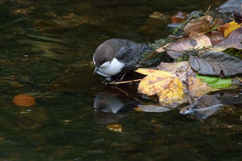  20141031_PB8_4038.JPG </br ><small> 2014-10-31 16:08</br >NIKON D800 + 150.0-600.0 mm f/5.0-6.3<br /> 500mm 1/250s f/7.1 ISO 6400</small>