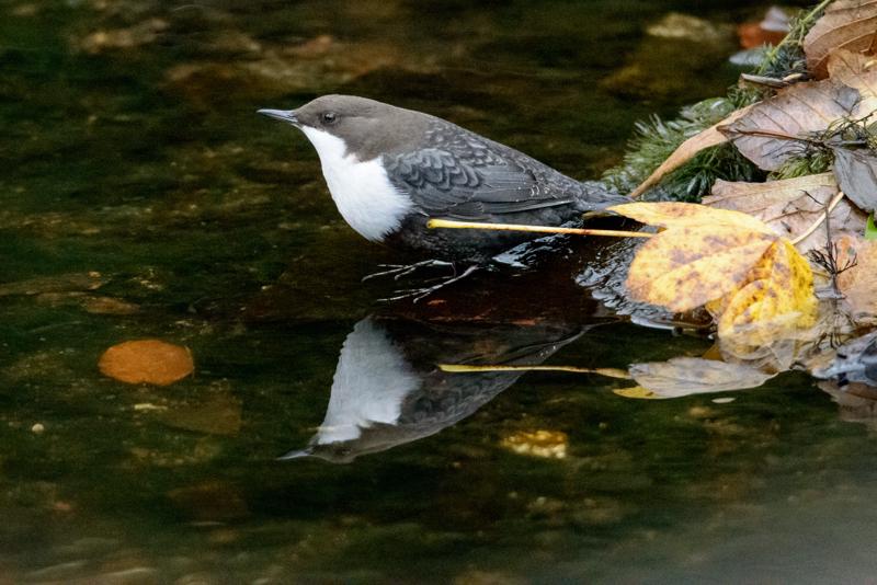  20141031_PB8_4058.JPG </br ><small> 2014-10-31 16:09</br >NIKON D800 + 150.0-600.0 mm f/5.0-6.3<br /> 500mm 1/250s f/6.3 ISO 6400</small>