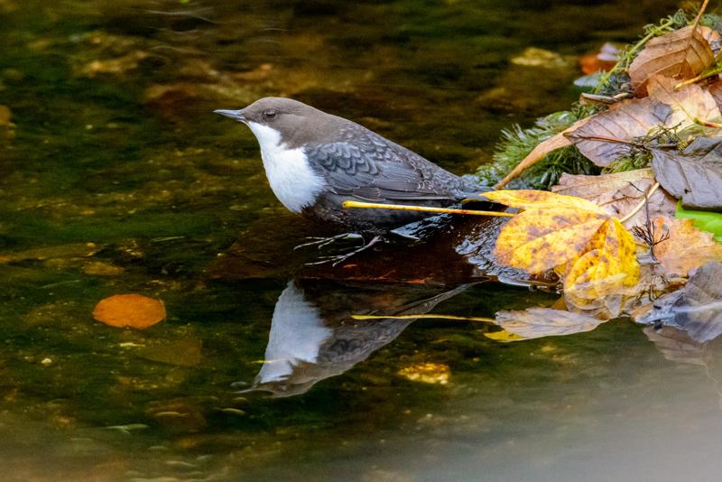  20141031_PB8_4066.JPG </br ><small> 2014-10-31 16:10</br >NIKON D800 + 150.0-600.0 mm f/5.0-6.3<br /> 450mm 1/125s f/7.1 ISO 6400</small>