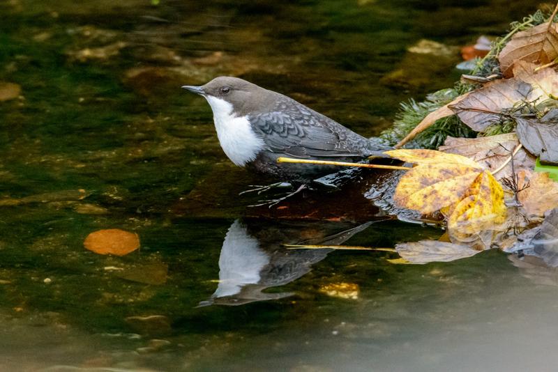  20141031_PB8_4068.JPG </br ><small> 2014-10-31 16:10</br >NIKON D800 + 150.0-600.0 mm f/5.0-6.3<br /> 450mm 1/125s f/7.1 ISO 6400</small>