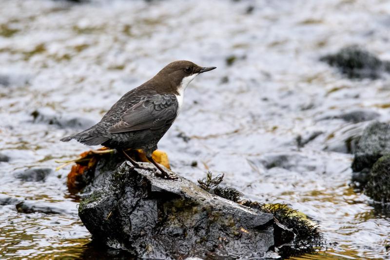  20141031_PB8_4103.JPG </br ><small> 2014-10-31 16:13</br >NIKON D800 + 150.0-600.0 mm f/5.0-6.3<br /> 500mm 1/125s f/7.1 ISO 2800</small>