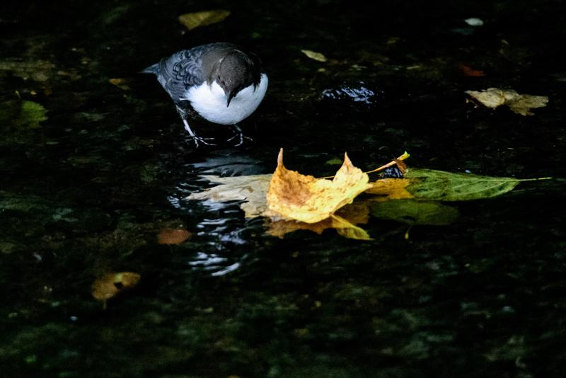  20141031_PB8_4243.JPG </br ><small> 2014-10-31 16:25</br >NIKON D800 + 150.0-600.0 mm f/5.0-6.3<br /> 500mm 1/125s f/6.3 ISO 6400</small>