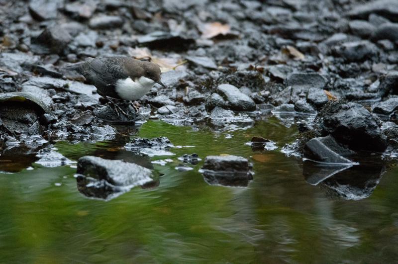  20141031_PB8_4291.JPG </br ><small> 2014-10-31 16:41</br >NIKON D800 + 150.0-600.0 mm f/5.0-6.3<br /> 500mm 1/250s f/6.3 ISO 6400</small>