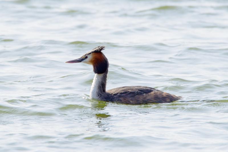  20160328-PB8_5291.jpg </br ><small> 2016-03-28 12:00</br >NIKON D800 500mm 1/500s f/8 ISO 140</small>