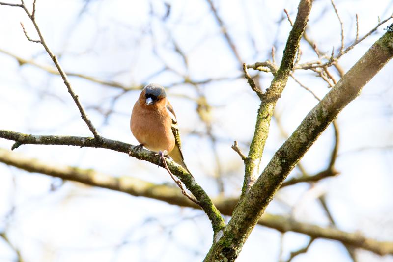  20160328-PB8_5315.jpg </br ><small> 2016-03-28 12:30</br >NIKON D800 500mm 1/640s f/8 ISO 280</small>