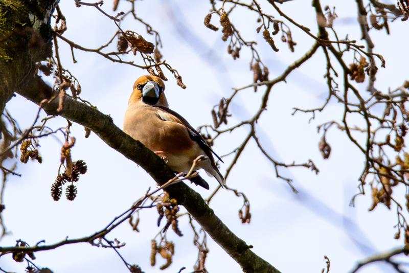  20160328-PB8_5362.jpg </br ><small> 2016-03-28 13:02</br >NIKON D800 500mm 1/640s f/8 ISO 200</small>