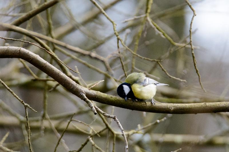  20160328-PB8_5383.jpg </br ><small> 2016-03-28 14:01</br >NIKON D800 500mm 1/640s f/8 ISO 1250</small>