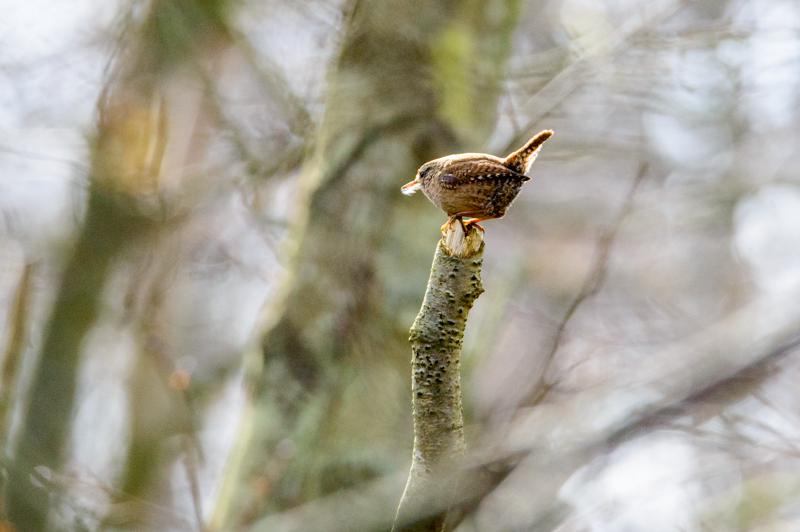  20160328-PB8_5397.jpg </br ><small> 2016-03-28 14:26</br >NIKON D800 450mm 1/640s f/8 ISO 1100</small>