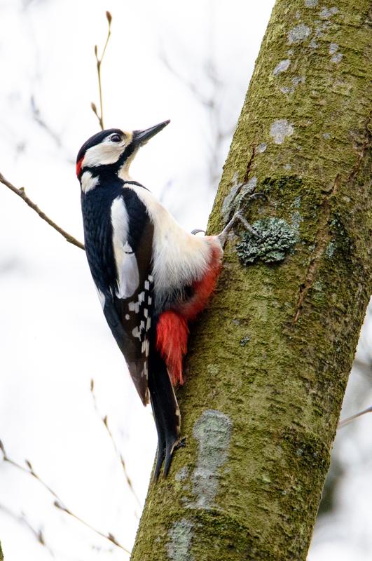  20160404-PB8_5521.jpg </br ><small> 2016-04-04 10:54</br >NIKON D800 + 150.0-600.0 mm f/5.0-6.3<br /> 500mm 1/640s f/8 ISO 720</small>