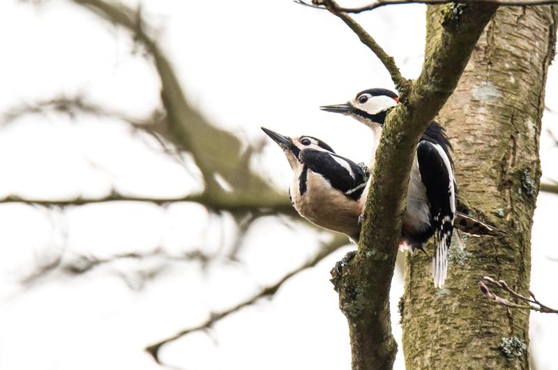  20160404-PB8_5527.jpg </br ><small> 2016-04-04 10:54</br >NIKON D800 + 150.0-600.0 mm f/5.0-6.3<br /> 500mm 1/640s f/8 ISO 560</small>