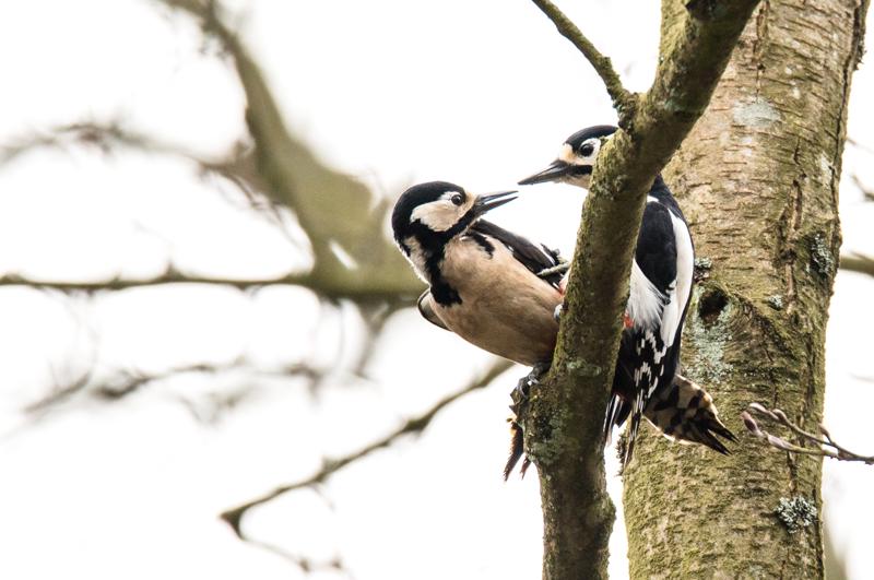  20160404-PB8_5545.jpg </br ><small> 2016-04-04 10:54</br >NIKON D800 + 150.0-600.0 mm f/5.0-6.3<br /> 500mm 1/640s f/8 ISO 640</small>