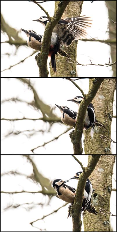  Parring%20Collage.jpg </br ><small></small>