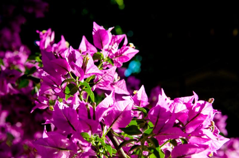  D3C_1214.jpg </br ><small> 2008-06-01 19:28</br >NIKON D300 55mm 1/320s f/8 ISO 400</small>