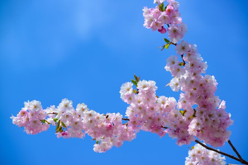  20130504_PB8_5314.JPG </br >Tivoli, 4.-5. Maj 2013</br > <small> 2013-05-04 15:33</br >NIKON D800 + 70.0-200.0 mm f/2.8<br /> 170mm 1/400s f/8 ISO 125</small>