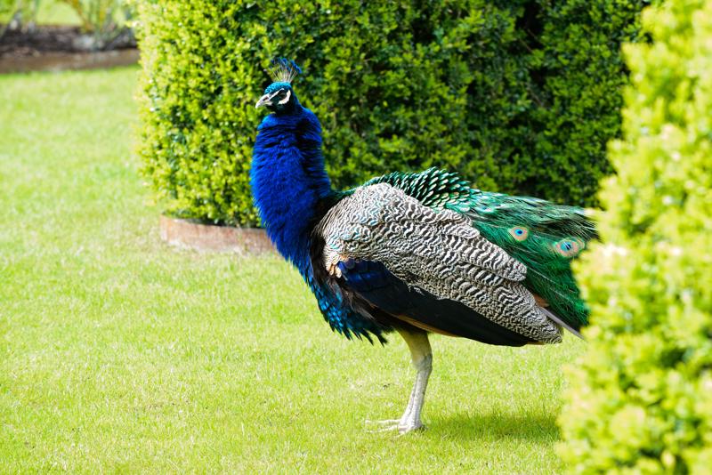  20140503_PB8_9259.JPG </br ><small> 2014-05-03 12:52</br >NIKON D800 + 70.0-200.0 mm f/2.8<br /> 155mm 1/320s f/8 ISO 2200</small>