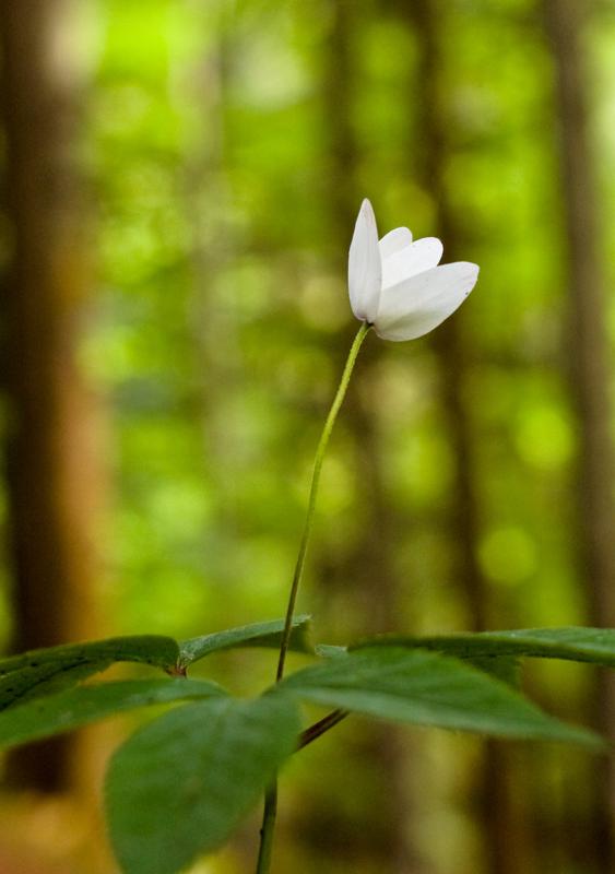  DSC_2176.jpg </br ><small> 2008-05-28 18:14</br >NIKON D70 35mm 1/60s f/4 ISO 250</small>