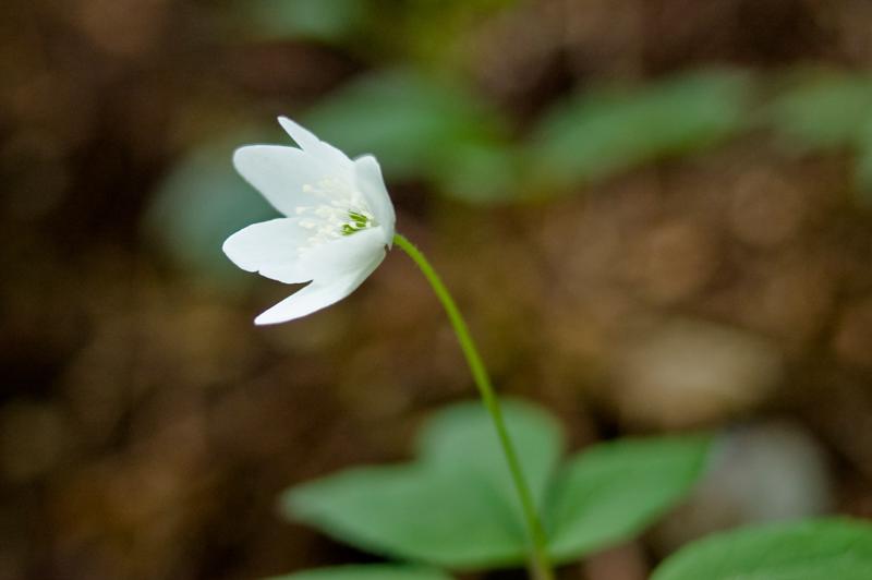  DSC_2179.jpg </br ><small> 2008-05-28 18:17</br >NIKON D70 35mm 1/50s f/2.8 ISO 400</small>