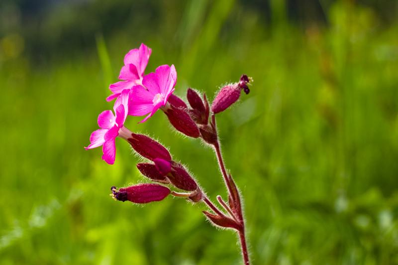  DSC_2186.jpg </br ><small> 2008-05-28 18:24</br >NIKON D70 35mm 1/250s f/5.6 ISO 200</small>