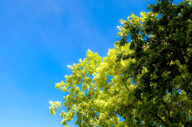  D3C_4660.jpg </br ><small> 2008-09-27 12:23</br >NIKON D300 35mm 1/60s f/5.6 ISO 200</small>