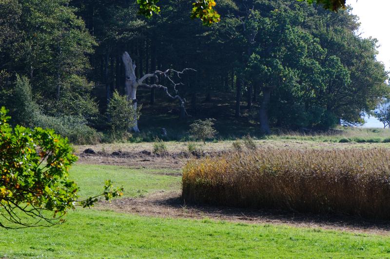  D3C_4691.jpg </br ><small> 2008-09-27 13:09</br >NIKON D300 105mm 1/400s f/8 ISO 320</small>