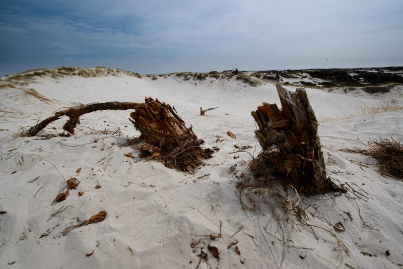  20130511_PB8_5793.JPG </br ><small> 2013-05-11 13:44</br >NIKON D800 + 14.0-24.0 mm f/2.8<br /> 14mm 1/640s f/7.1 ISO 100</small>