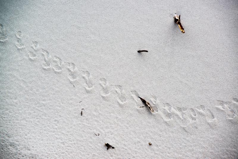  20130511_PB8_5807.JPG </br ><small> 2013-05-11 13:53</br >NIKON D800 + 70.0-200.0 mm f/2.8<br /> 200mm 1/320s f/8 ISO 100</small>