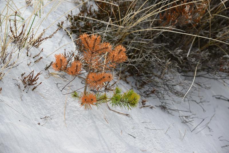  20130511_PB8_5857.JPG </br ><small> 2013-05-11 14:34</br >NIKON D800 + 70.0-200.0 mm f/2.8<br /> 116mm 1/400s f/8 ISO 200</small>