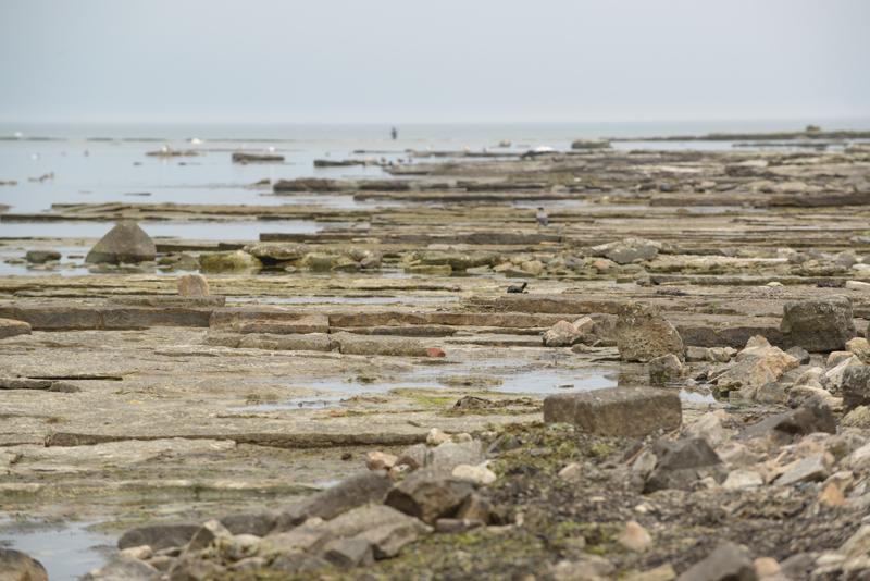  20130509_PB8_5547.JPG </br ><small> 2013-05-09 14:40</br >NIKON D800 + 70.0-200.0 mm f/2.8<br /> 200mm 1/640s f/8 ISO 640</small>