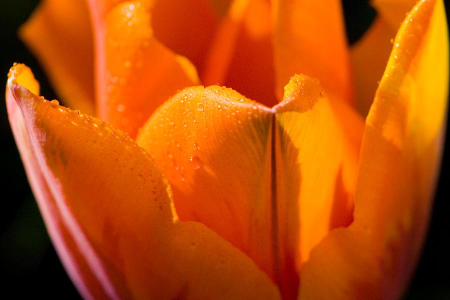 Foraar 2007 Macro