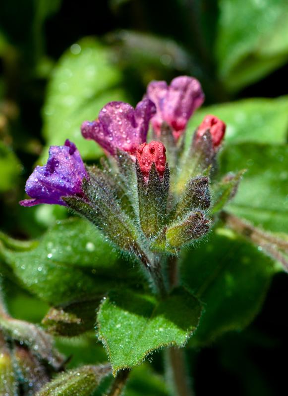  D2C_9384.jpg </br ><small> 2007-04-29 17:14</br >NIKON D200 105mm 1/125s f/11 ISO 200</small>