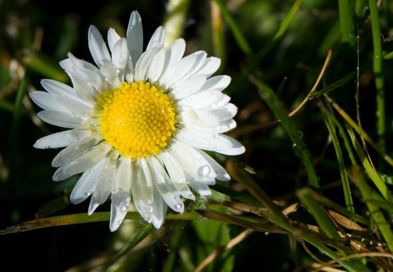  D2C_9410.jpg </br ><small> 2007-04-29 17:21</br >NIKON D200 105mm 1/350s f/11 ISO 200</small>